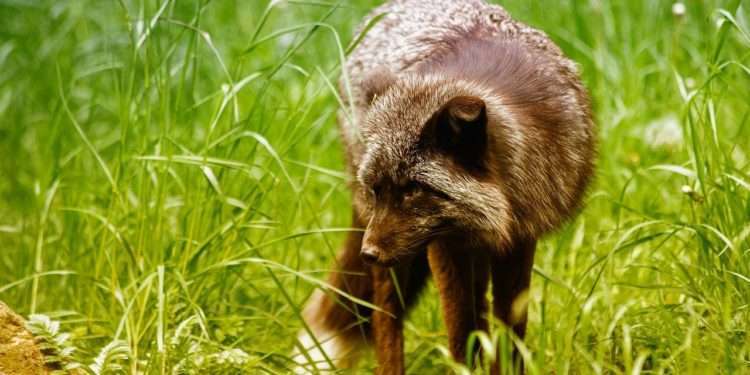 Umělá inteligence uprostřed jihoamerických lesů pomáhá zachránit psího samotáře